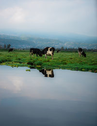 Cows in a lake