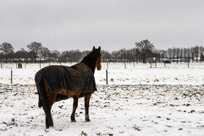 Horse on snow covered field against sky
