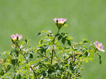 Close-up of pink flowering plant