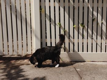 Close-up of dog