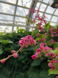 Close-up of pink flowering plants in greenhouse
