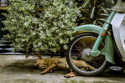 Horse cart on flower tree