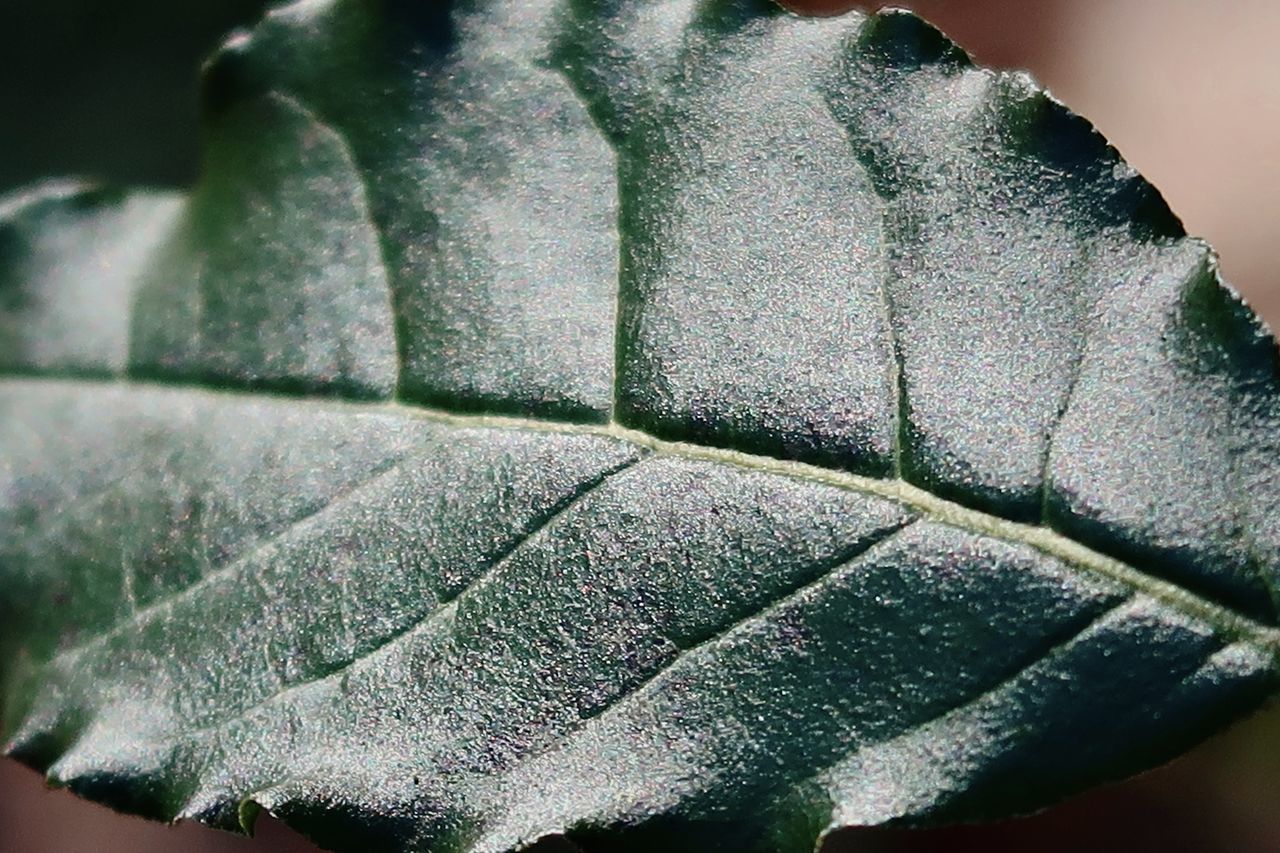 FULL FRAME SHOT OF PLANT LEAVES