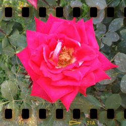 High angle view of pink flowers