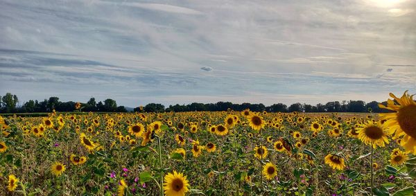 Scenic view of sunflower field against cloudy sky
