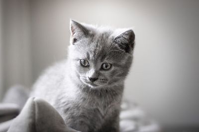 Close-up portrait of a cat