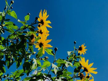 Low angle view of yellow flowers blooming against clear blue sky