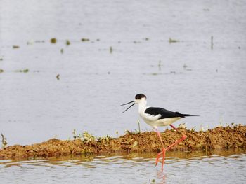 Bird perching on a lake