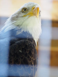 Close-up of eagle seen through glass window