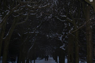 Trees in forest during winter