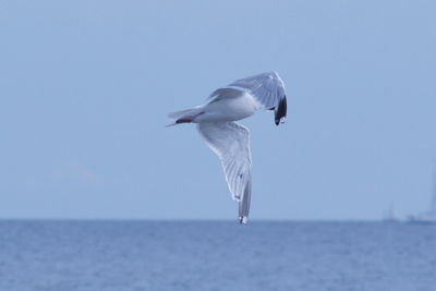 Close-up of seagull flying over sea against clear sky