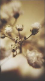 Close-up of flower plant
