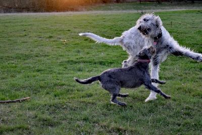 Dog playing on field