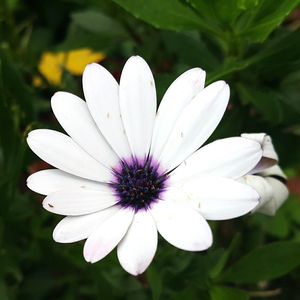 Close-up of purple daisy flower