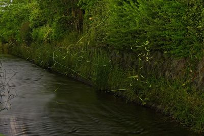 Scenic view of river amidst trees in forest