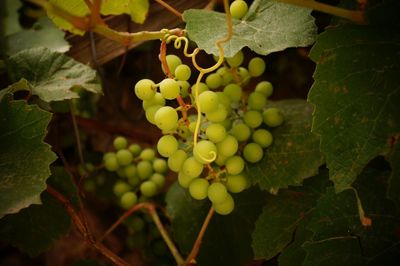 Close-up of fruit growing on tree