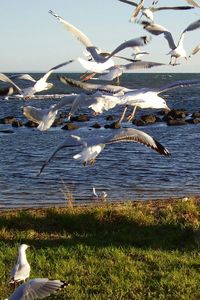 Seagull flying over water