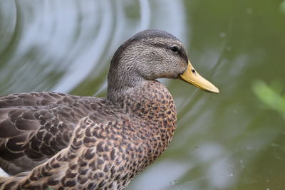 Close-up of duck swimming in lake