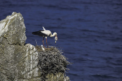 Bird perching on rock