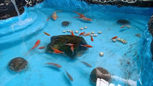 High angle view of fish swimming in sea