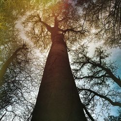 Low angle view of trees in forest against sky