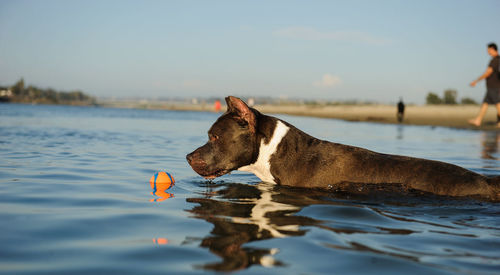 Dog swimming in lake