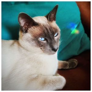 Close-up portrait of cat sitting