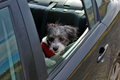 Close-up of dog on car window
