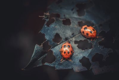 Close-up of ladybug on leaf at night