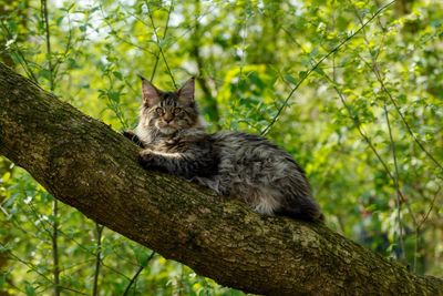 Low angle portrait of cat resting on branch