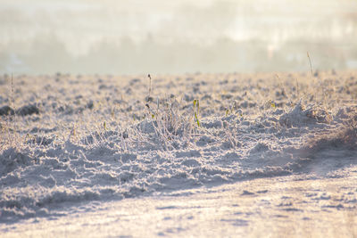 Close-up of snow on field