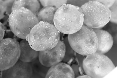 Close-up of water drops on flower