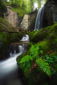 Scenic view of waterfall in forest