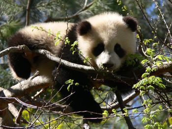 Baby panda lying on tree branch