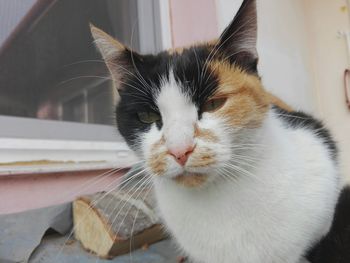 Close-up portrait of cat