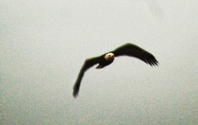 Bird flying in sunlight