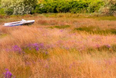 Flowers growing in field