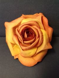 Close-up of rose against gray background