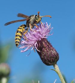 Close-up of bee pollinating on purple flower