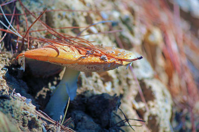 Close-up of insect on rock