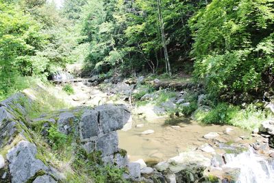 River flowing through forest