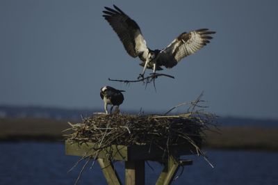 Eagles making nest on wooden structure by river against sky