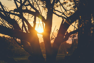 Close-up of silhouette tree against sky during sunset