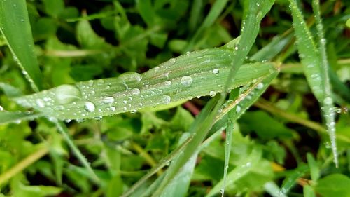 Close-up of water drops on grass