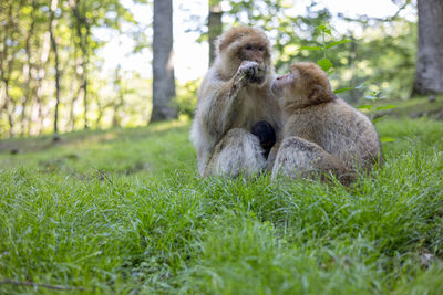 Monkeys sitting on grass