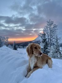 Dog running on snow covered field against sky during sunset