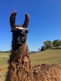 View of llama on field against clear blue sky