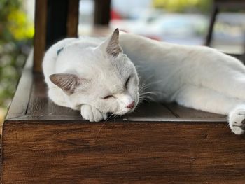 Close-up of white cat sleeping