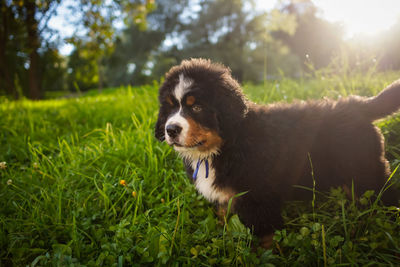 Dog on grassy field