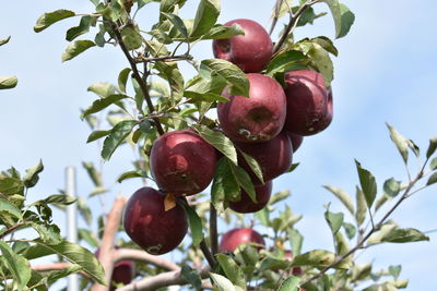 Low angle view of fruits on tree against sky